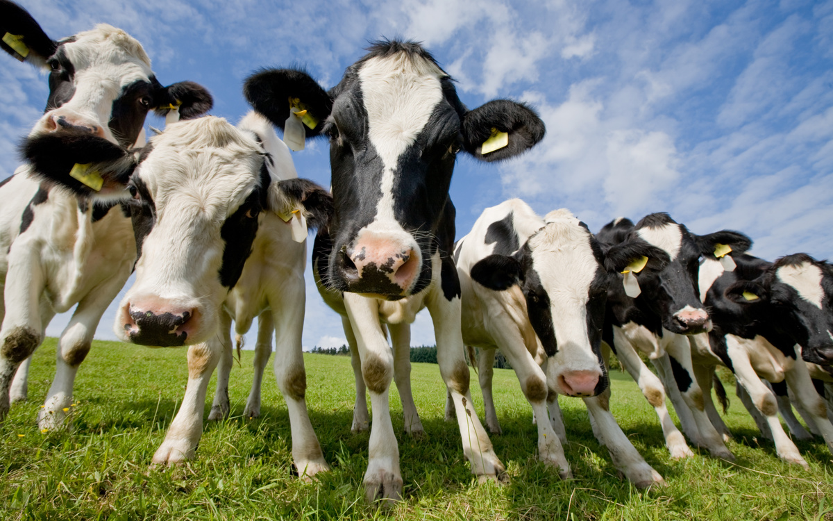 Le bien-être animal c’est quoi ?