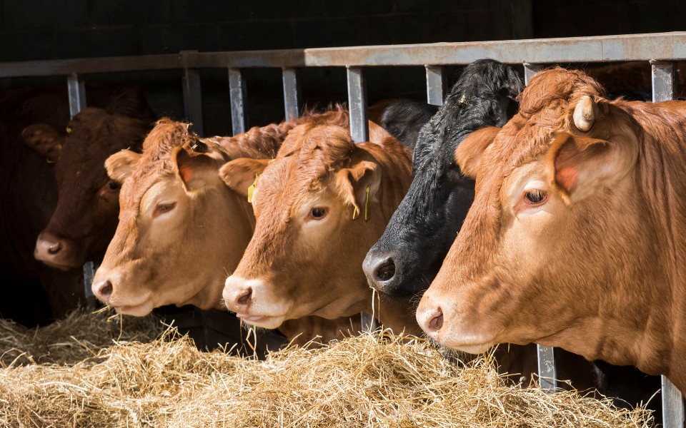 Comment les toitures agricoles peuvent optimiser le bien-être des animaux  