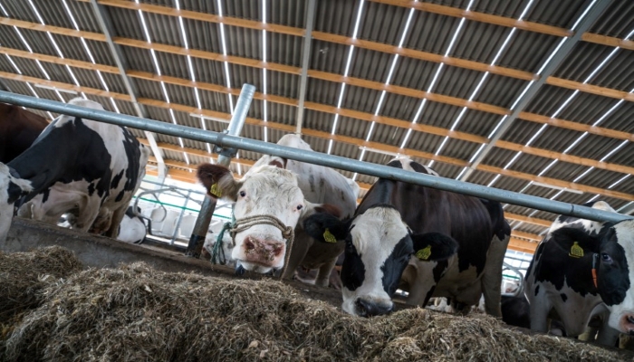 Comment les toitures agricoles peuvent optimiser le bien-être des animaux  