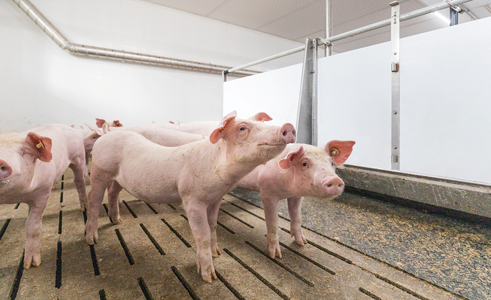 Comment les toitures agricoles peuvent optimiser le bien-être des animaux  