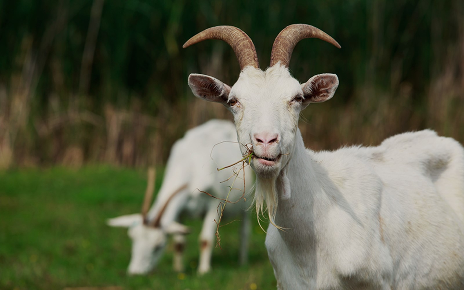 goat farm